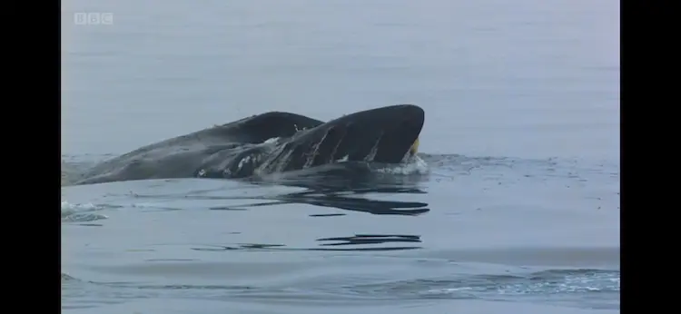 Humpback whale (Megaptera novaeangliae) as shown in Frozen Planet - Summer